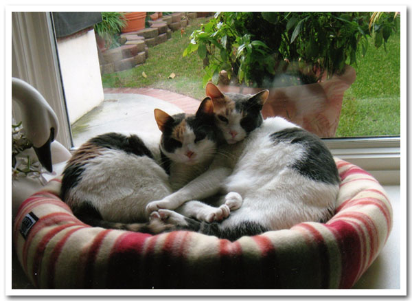 Our other two babies (next in line of succession) LaVerne & Shirley